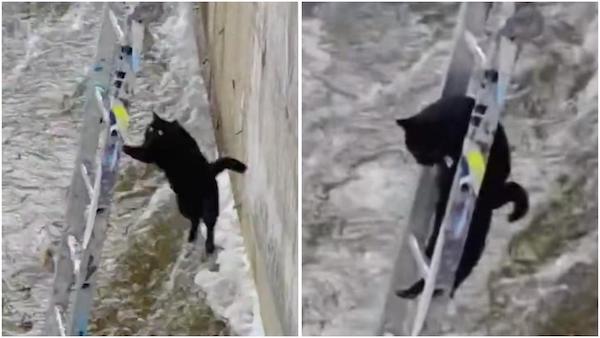 Ils viennent en aide à un chat piégé par la glace, le sauvetage se termine d’une façon inattendue