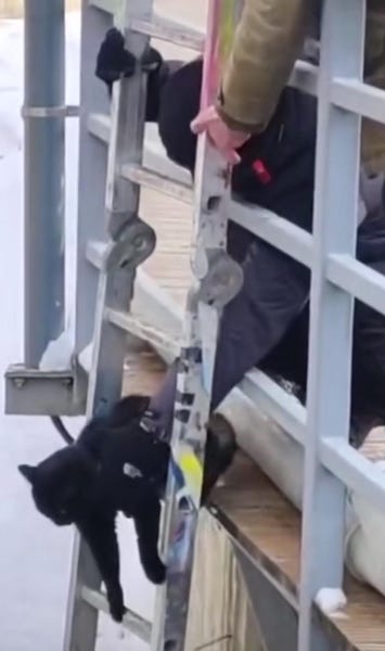 Ils viennent en aide à un chat piégé par la glace, le sauvetage se termine d’une façon inattendue