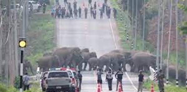 Des dizaines d'éléphants en liberté sèment la panique en plein centre-ville