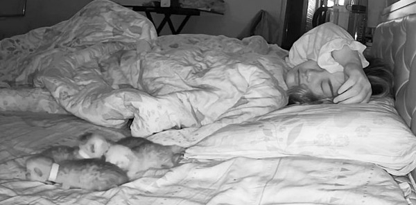 La chatte profite du sommeil de sa propriétaire pour emmener ses chatons se réchauffer dans son lit