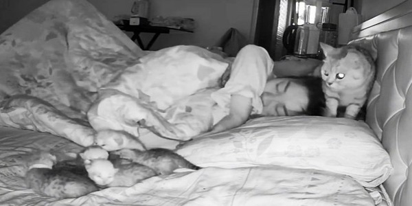 La chatte profite du sommeil de sa propriétaire pour emmener ses chatons se réchauffer dans son lit