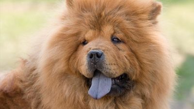 La langue violette chez le chien : les symptômes, les causes et les traitements possibles