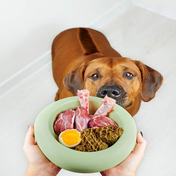 La nourriture naturelle pour les chiens, est-elle vraiment bonne pour eux ? Un <yoastmark class=