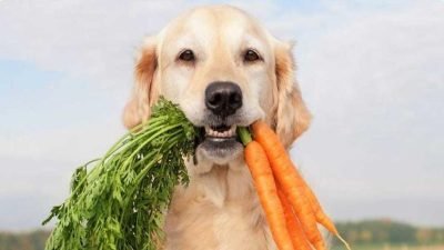 La nourriture naturelle pour les chiens, est-elle vraiment bonne pour eux ? Un vétérinaire répond