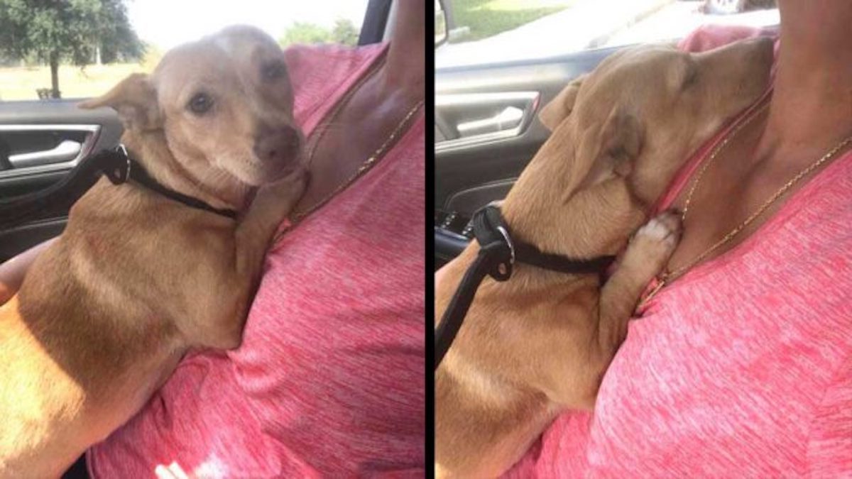 La réaction de ce chien envers la femme qui l'a sauvé est déchirante