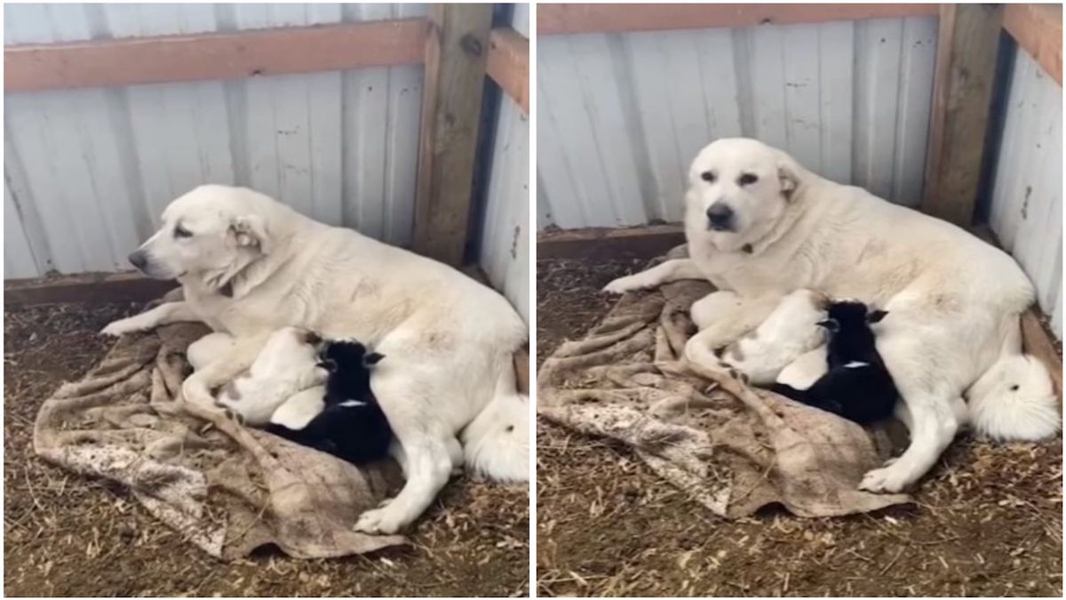 La réaction surprenante d’un chien envers un chevreau nouveau-né rejeté par sa mère