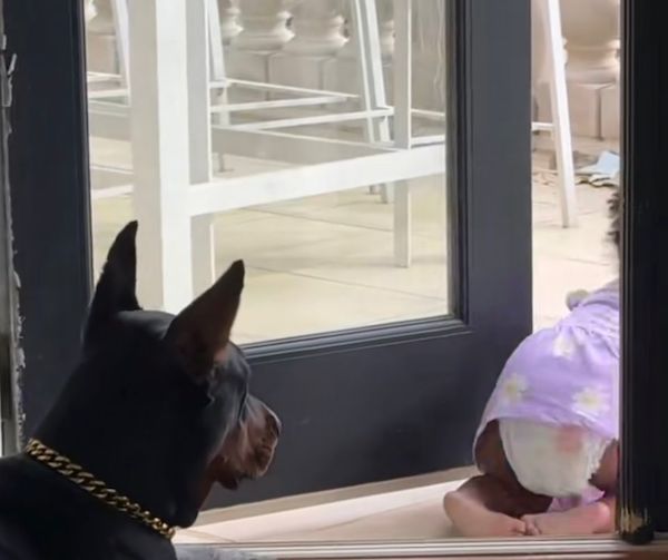 La réaction incroyable de ce chien qui a sauvé la vie d'une fillette, un héros