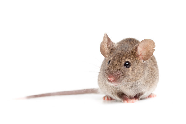 La solution naturelle et magique pour en finir avec les rats et les souris chez vous