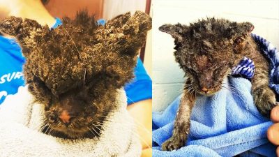 La transformation miraculeuse d'un chaton dont personne ne voulait à cause de son apparence