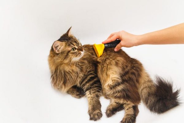 L'astuce infaillible pour démêler facilement les poils de votre chat et prévenir les noeuds