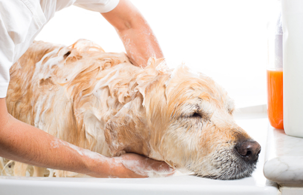 L'astuce infaillible pour éliminer efficacement les odeurs de chien chez vous