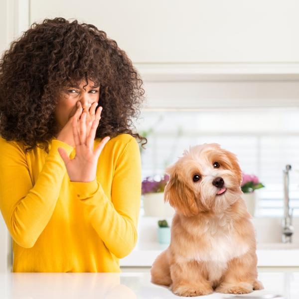 L'astuce infaillible pour éliminer efficacement les odeurs de chien chez vous