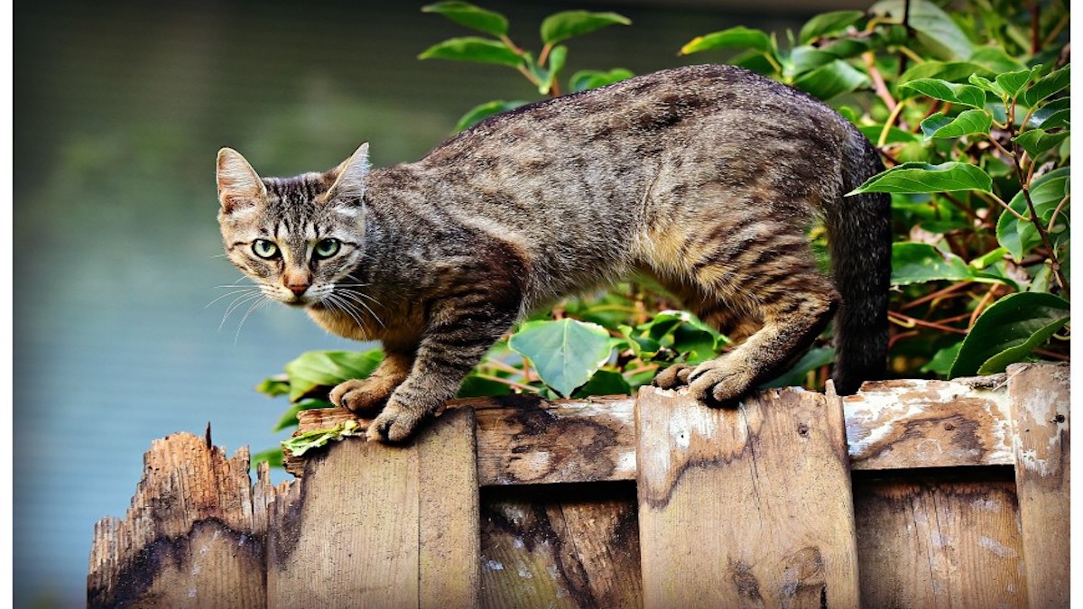 L'astuce pour éloigner les chats errants de votre terrasse sans les blesser