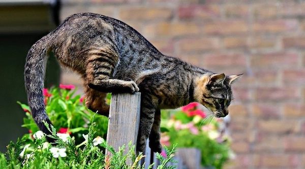 L'astuce pour éloigner les chats errants de votre terrasse sans les blesser