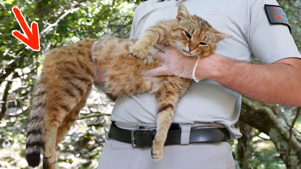 Le chat renard, une nouvelle espèce de chat que les scientifiques pensent avoir trouvée