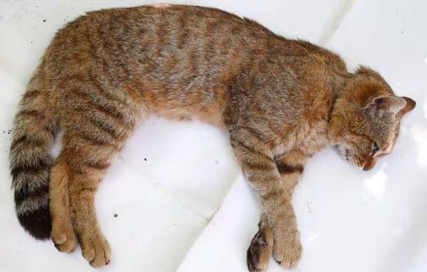 Le chat renard, une nouvelle espèce de chat que les scientifiques pensent avoir trouvée