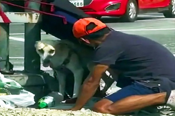 Un homme sans-abri construit un abri pour protéger un chien de la chaleur