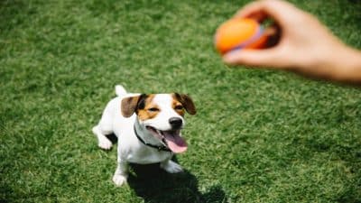 Le guide de dressage pour apprendre facilement à votre chien à vous rapporter la balle