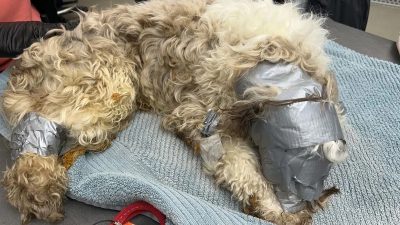 Le miracle de Léo : un chien qui a survécu aux pires cruautés humaines