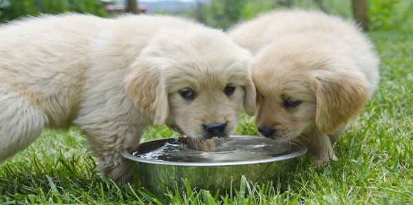 L’eau froide pour les chiens, est-ce bon ou mauvais pour leur santé ?