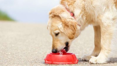 L’eau froide pour les chiens, est-ce bon ou mauvais pour leur santé ?