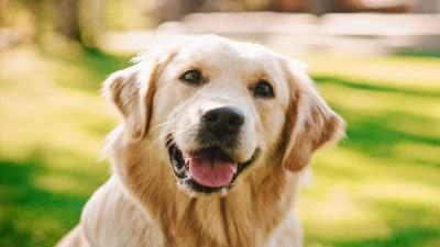 Les 8 sons principaux d'un chien à connaître pour comprendre ce qu’il veut vous dire