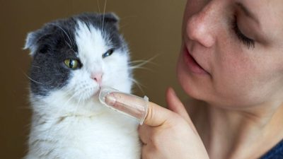 Les astuces et étapes à suivre pour nettoyer facilement les dents de votre chat