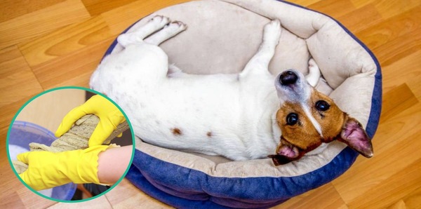 Les astuces pour nettoyer facilement le lit de votre chien et qu’il soit toujours propre