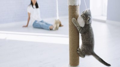Les astuces pour que votre chat utilise facilement le griffoir