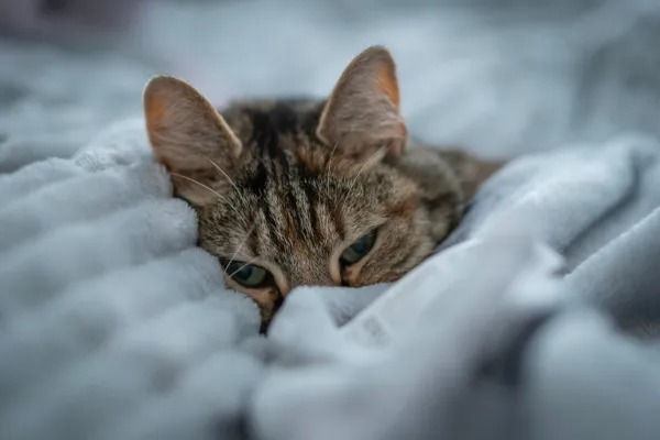 Les chats doivent-ils être couverts pour les protéger du froid lorsqu’ils dorment ?