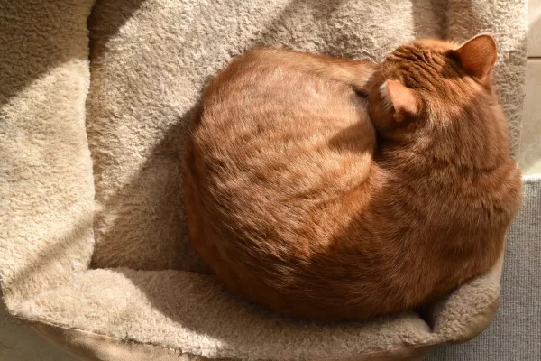 Les chats doivent-ils être couverts pour les protéger du froid lorsqu’ils dorment ?