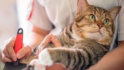 Les chats : leurs soins et leurs besoins, à respecter pour leurs bien être