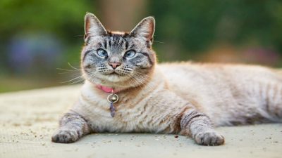 Les chats peuvent-ils vraiment souffrir du syndrome de down ? La réponse dévoilée