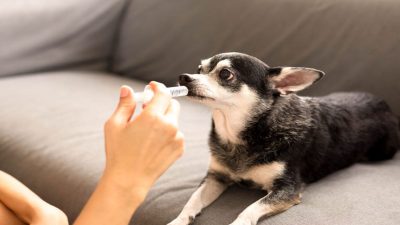 Les étapes à suivre pour vermifuger correctement et facilement votre chien