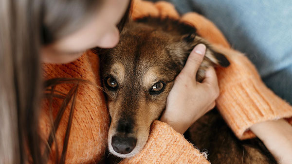 Les experts recommandent d'arrêter de câliner votre chien, voici pourquoi
