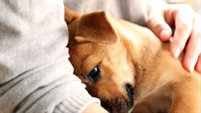 Les experts recommandent d'arrêter de câliner votre chien, voici pourquoi