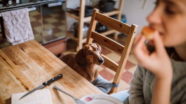Les meilleures astuces pour que votre chien ne demande pas sa nourriture à table