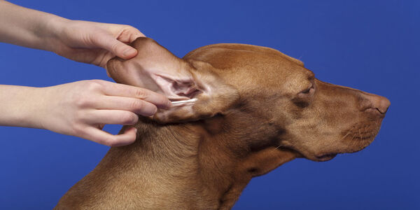Les meilleurs conseils pour bien nettoyer les oreilles et les yeux de votre chien