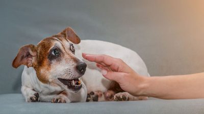 Les signes qui prouvent que votre chien souffre d’anxiété et de stress et comment y remédier