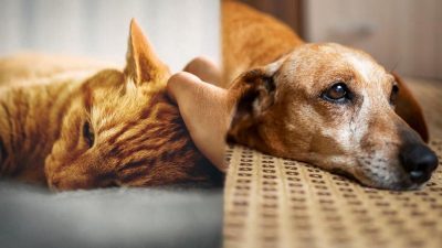 Les signes qui révèlent que votre animal de compagnie est en train de mourir