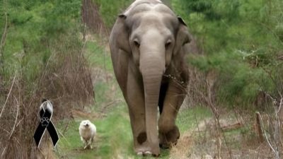 L'histoire de Bella et Tara, une chienne et une éléphante, qui furent les meilleures amies jusqu'à la fin