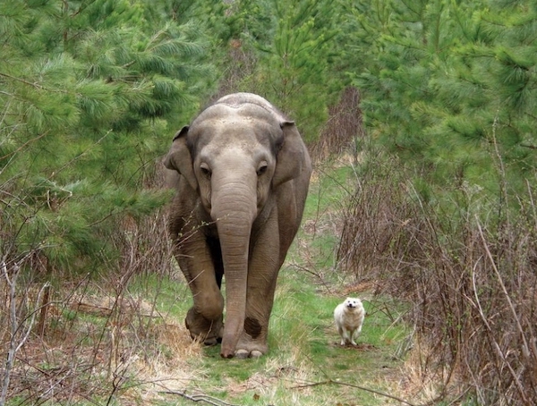L'histoire de Bella et Tara, une chienne et une éléphante, qui furent les meilleures amies jusqu'à la fin 