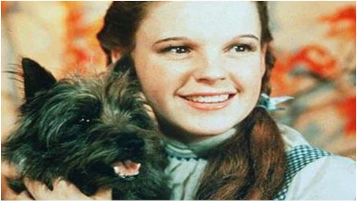 L'incroyable histoire de Toto, le personnage canin le plus apprécié de la culture populaire