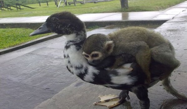 L’incroyable loyauté entre ce canard et un singe touche des millions de personnes sur la Toile