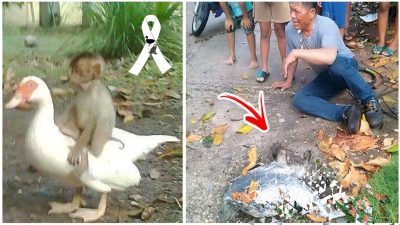 L’incroyable loyauté entre ce canard et un singe touche des millions de personnes sur la Toile