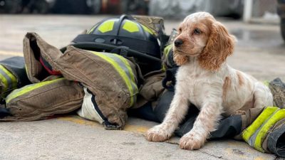 Mara, l’histoire émouvante de cette chienne devenue la meilleure amie des pompiers de Bogota