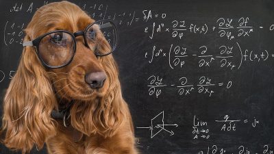 Mythes et vérités sur l'intelligence canine : ce que dit la science sur votre meilleur ami