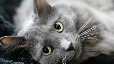 Nebelung : une belle race de chat au poil long et soyeux