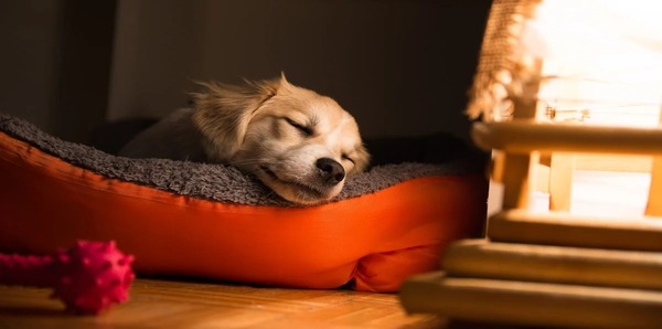 Où doit dormir un chien ? Conseils et recommandations