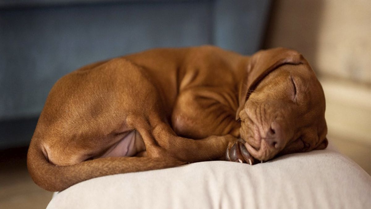 Où doit dormir un chien ? Conseils et recommandations